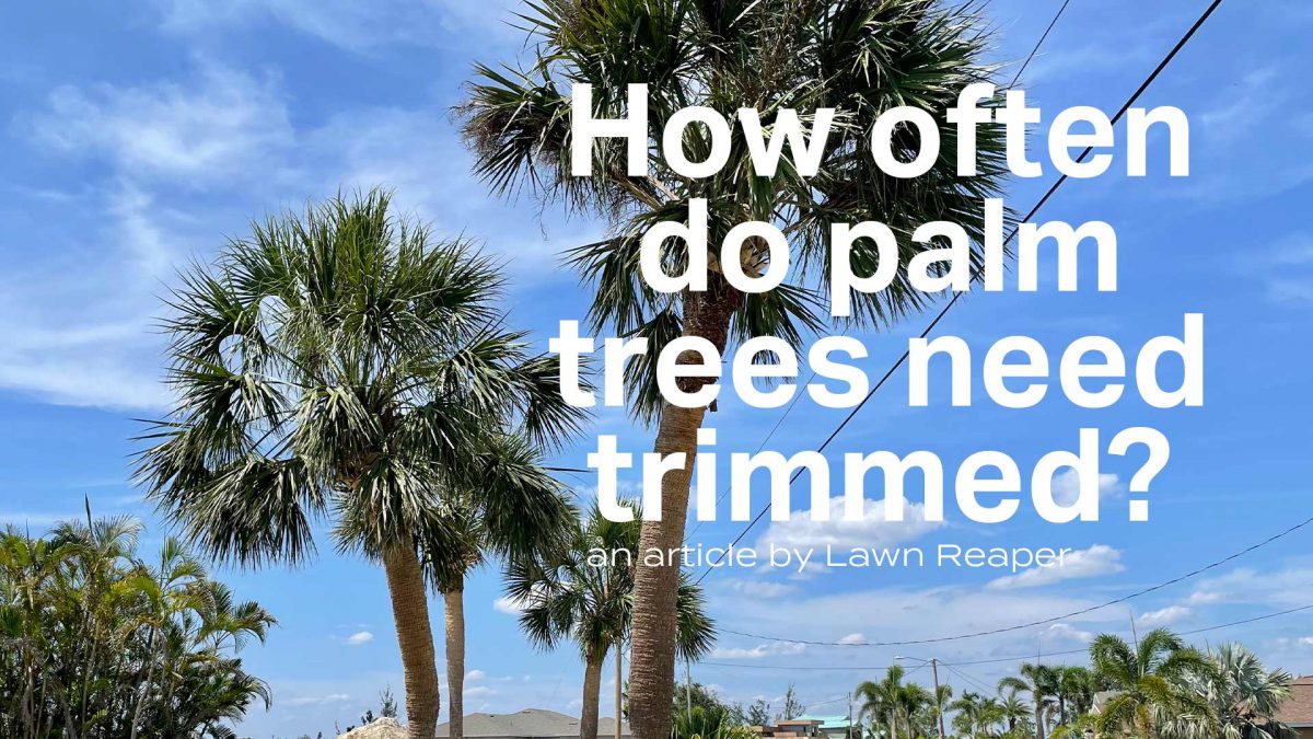 How often do my palm trees need trimmed?